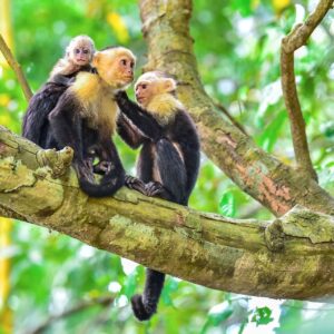 Manuel Antonio National Park
